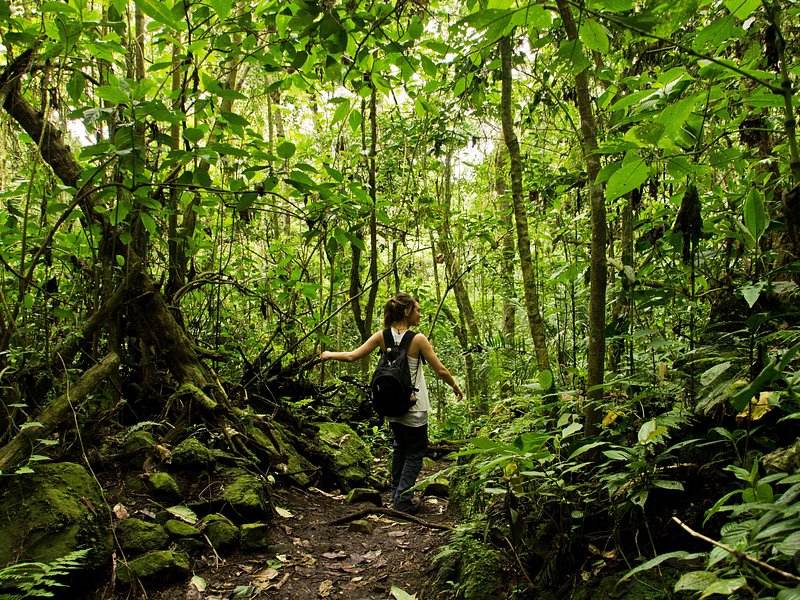 A narrow footpath running through dense green coffee planting