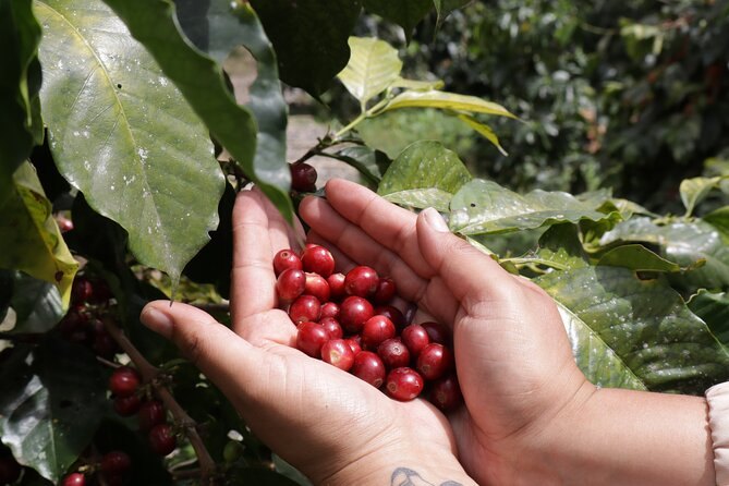 A picker's hand holding a fistful of ripe red coffee cherries