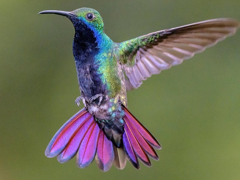 A hummingbird in flight above a coffee farm