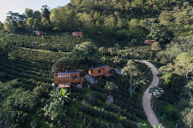 A track winding down through a hillside coffee plantation