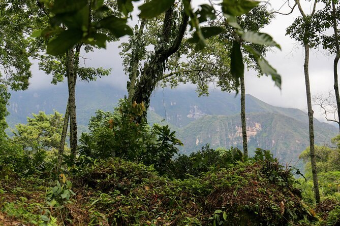 Steep Andean forest rising above a coffee farm