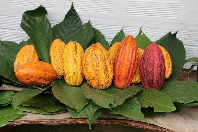 Yellow, orange and red cacao pods laid out on a leaf