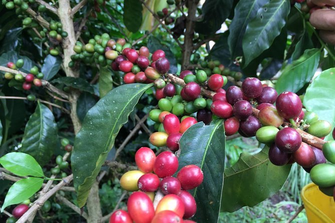 Coffee cherries ripening from green through yellow to red on the branch