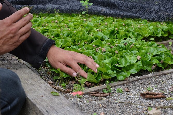 Young coffee seedlings growing in a nursery bed