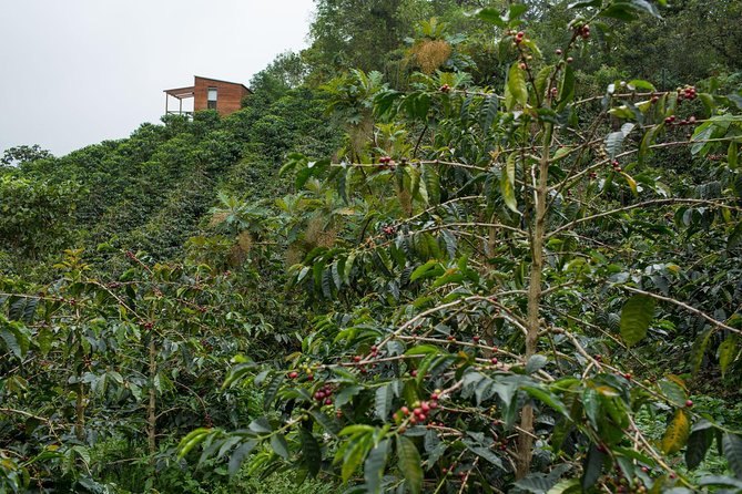 Rows of coffee trees planted across a steep green slope