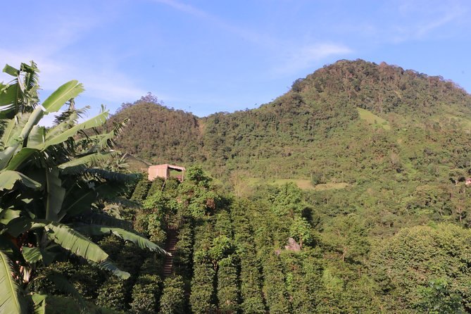 A bare ridge standing over the forested coffee slopes below it